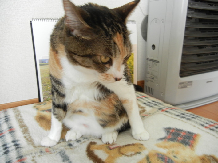 ’15,4,10(金)花冷えとこころちゃん!_f0060461_1482728.jpg