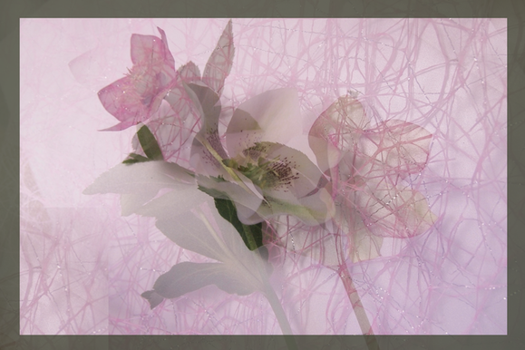 a0118162_20321997.png