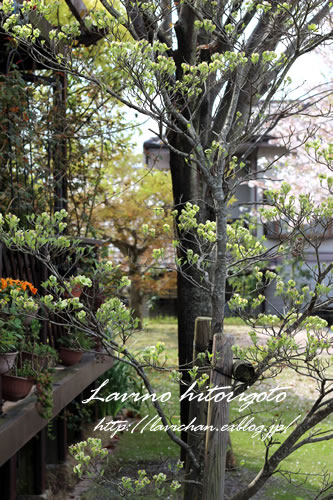 はなみずきと 鉢植えのアオダモの開花 らびのひとりごと はなみずきと 鉢植えのアオダモの開花 らびのひとりごと
