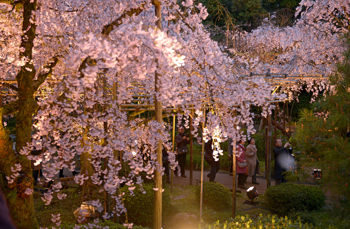 夜ざくらとコンサート In 平安神宮 Photokiti写真日誌