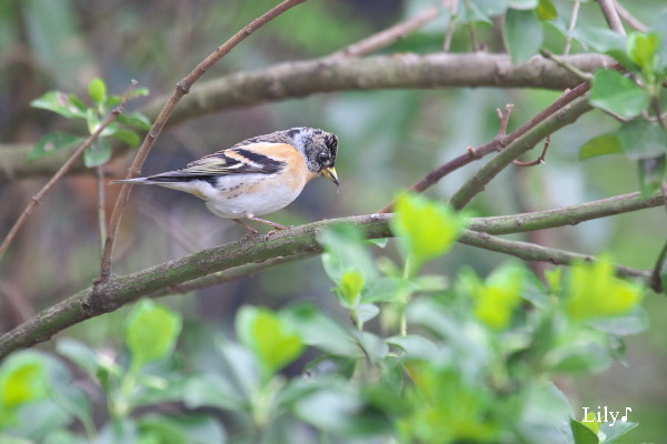 ときめく春 ＊ 鳥天使アトリ♪_e0166574_2322978.jpg