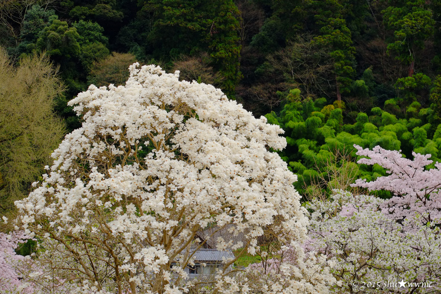 桜風景2015：4：長谷寺春景_a0142976_1725527.jpg