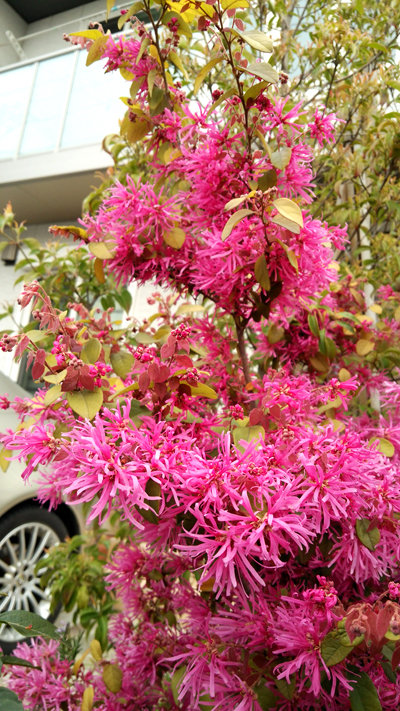 c0064678_12133632.jpg