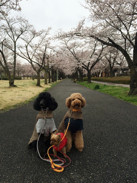 桜咲き始めました～！_c0283778_16181874.jpg