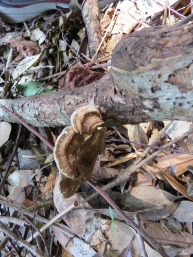 きのこ、地衣類、小さな生き物_b0317680_15273192.jpg