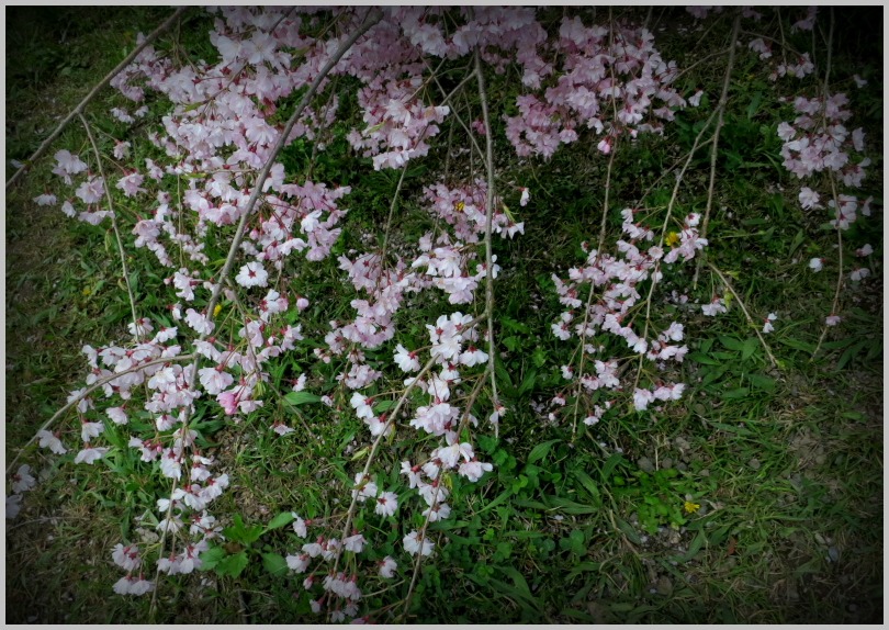 半木の道・枝垂桜(2)_c0036080_11134320.jpg