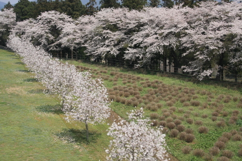 春きたる_c0305493_15025610.jpg