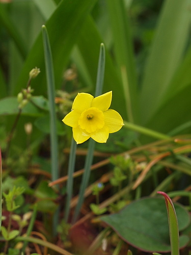 原種スイセン Flowers