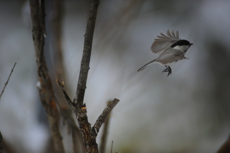 野鳥が楽しめる最後の季節_e0120896_08332068.jpg
