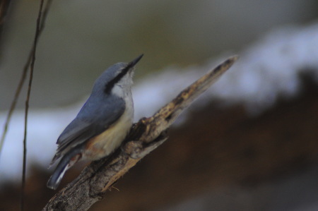 野鳥が楽しめる最後の季節_e0120896_08350779.jpg
