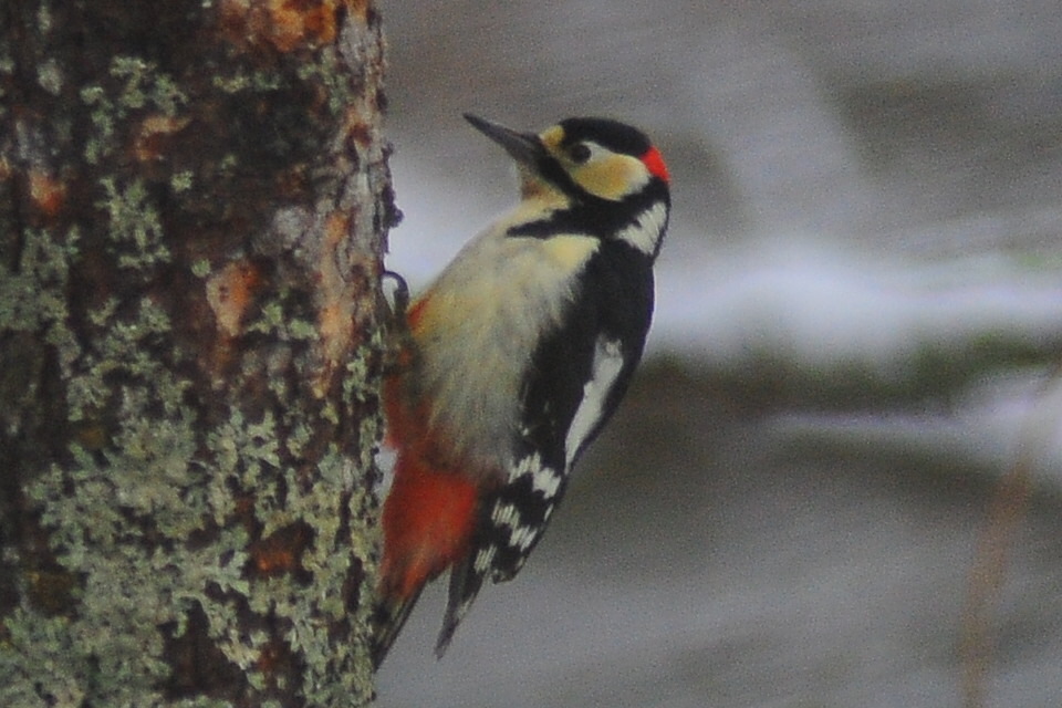 野鳥が楽しめる最後の季節_e0120896_08455906.jpg