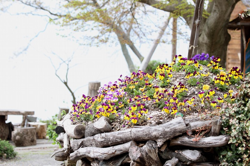 花のある風景_b0223198_742438.jpg