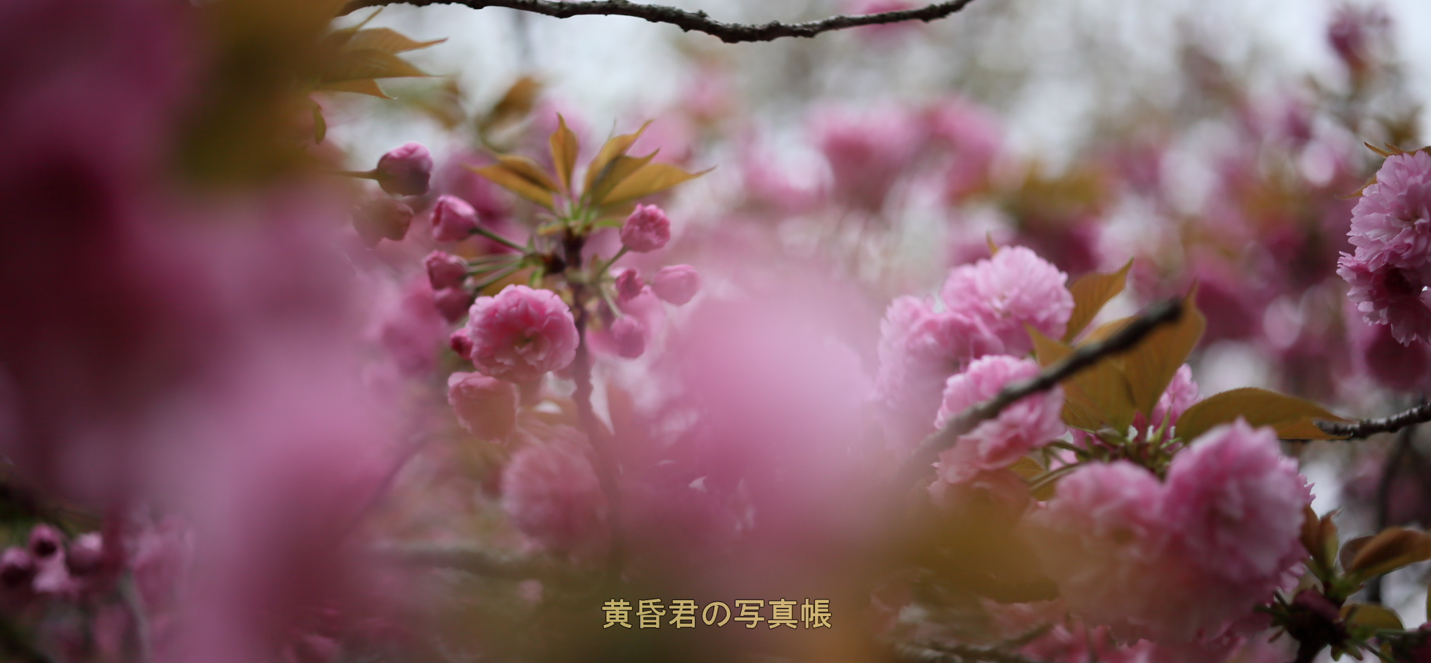 出番ですョー 八重桜さーん_c0278800_8392188.jpg