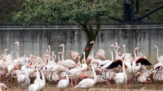 多摩動物園（フラミンゴ）_a0338303_11535473.jpg