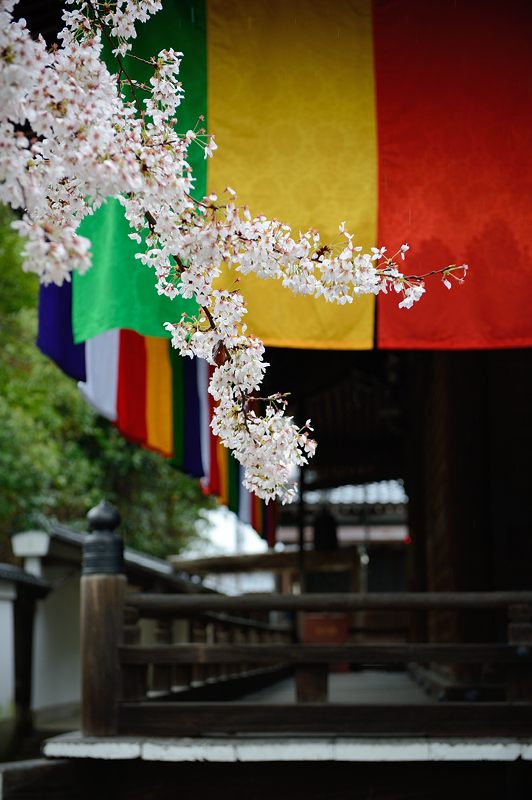 雨の桜巡り・東山　智積院・其の一_f0032011_17133385.jpg