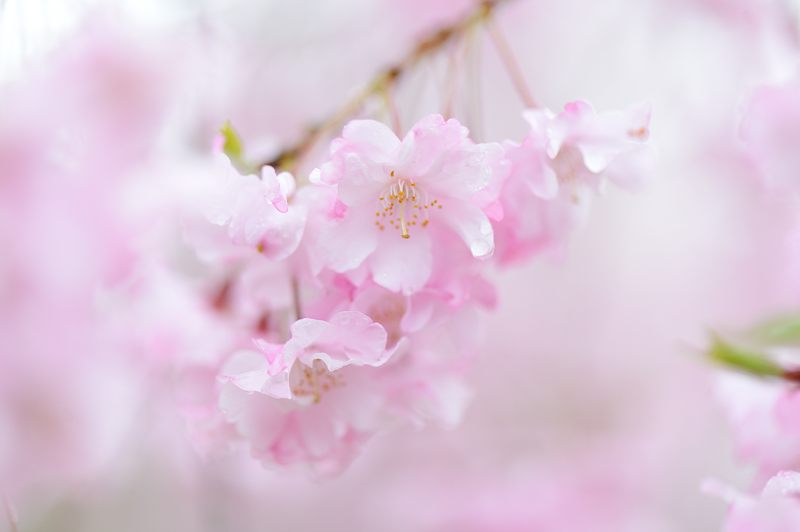 雨の桜巡り・東山　智積院・其の一_f0032011_17154538.jpg