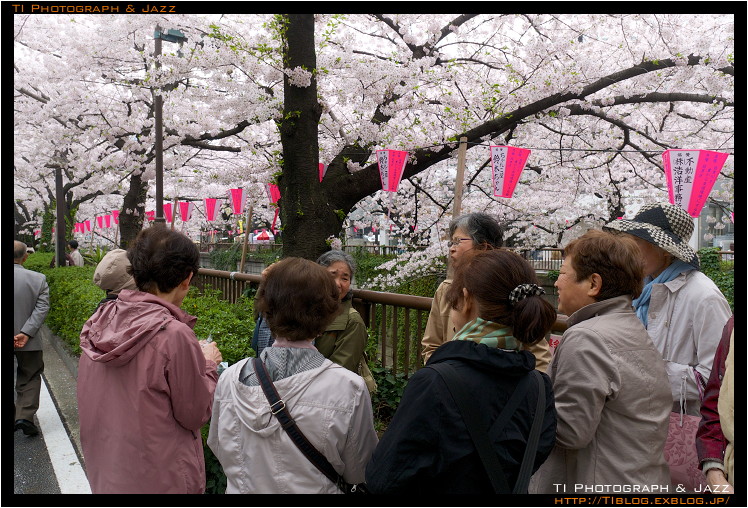 目黒川の桜_b0134013_142766.jpg