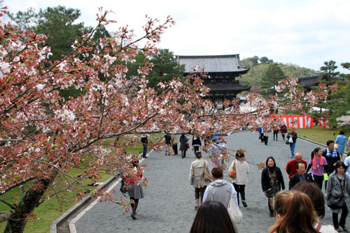 御室仁和寺2015さくら情報39_e0048413_2127232.jpg