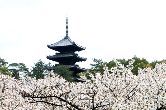 御室仁和寺2015さくら情報39_e0048413_21272981.jpg