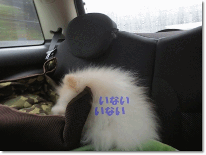 b0167519_8322788.gif