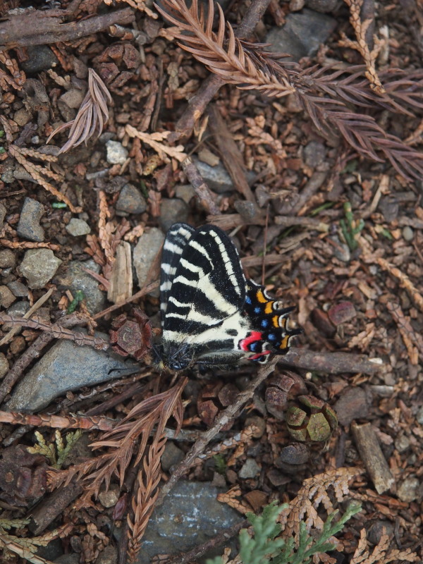 f0330321_1314162.jpg