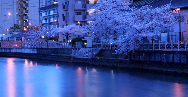 水辺の夜桜_e0239223_13495924.jpg