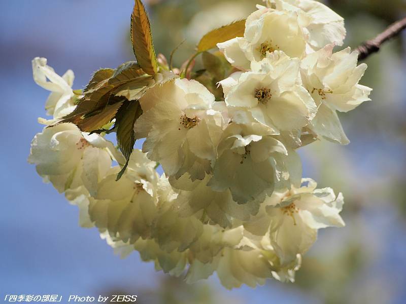 妙安寺に咲く枝垂れ桜と鬱金桜_a0195032_16364977.jpg