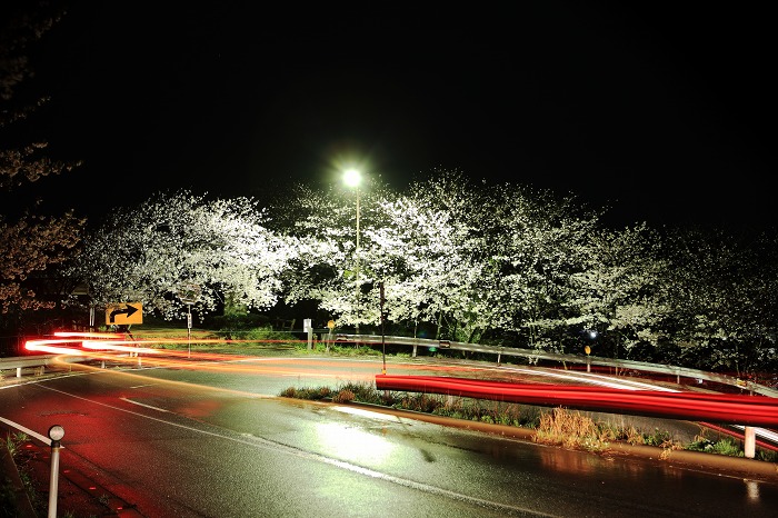 2015 桜 七坂八峠_a0294534_821237.jpg