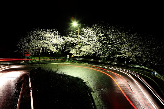 2015 桜 七坂八峠_a0294534_834098.jpg