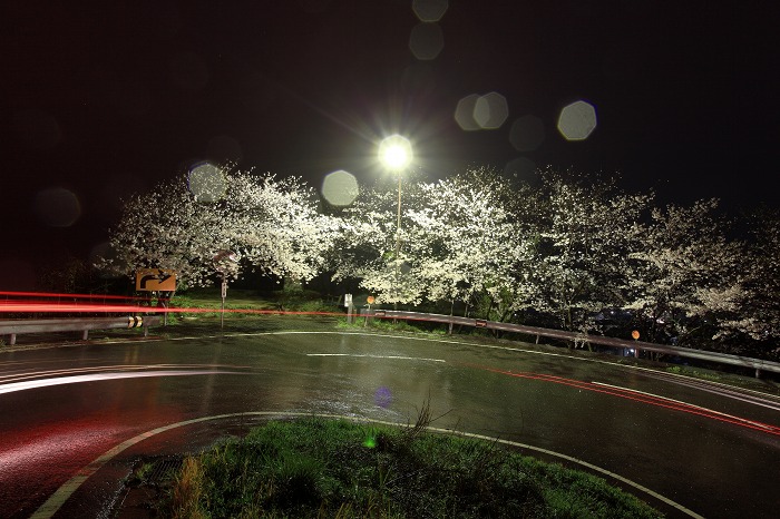 2015 桜 七坂八峠_a0294534_872021.jpg