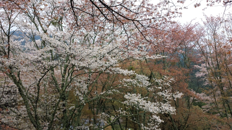 吉野の桜_f0330437_22114857.jpg