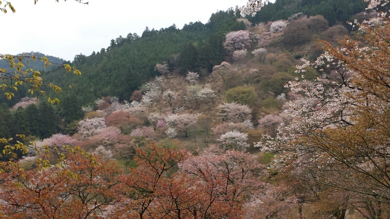 吉野の桜_f0330437_22125196.jpg