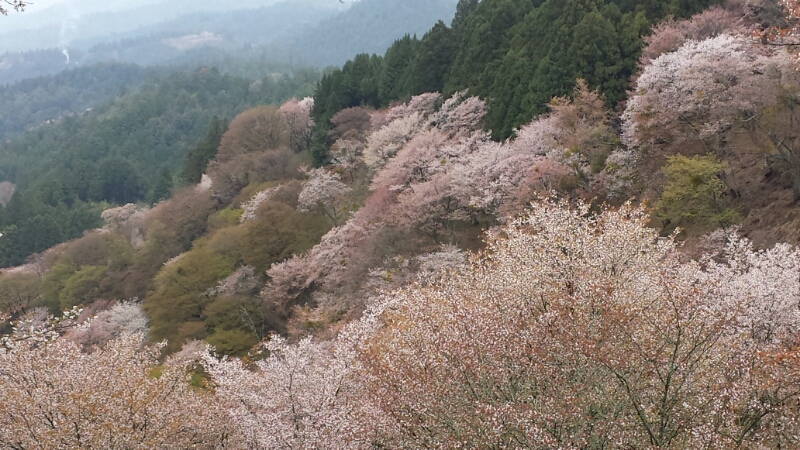 吉野の桜_f0330437_22185274.jpg