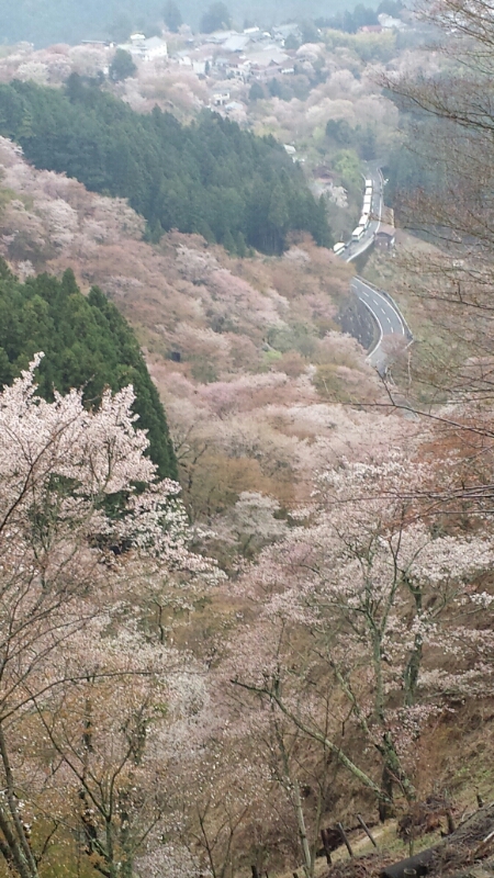 吉野の桜_f0330437_22221776.jpg