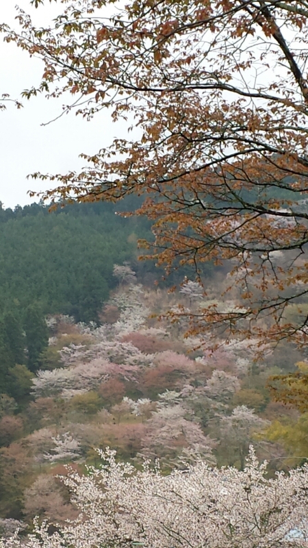 吉野の桜_f0330437_2283868.jpg