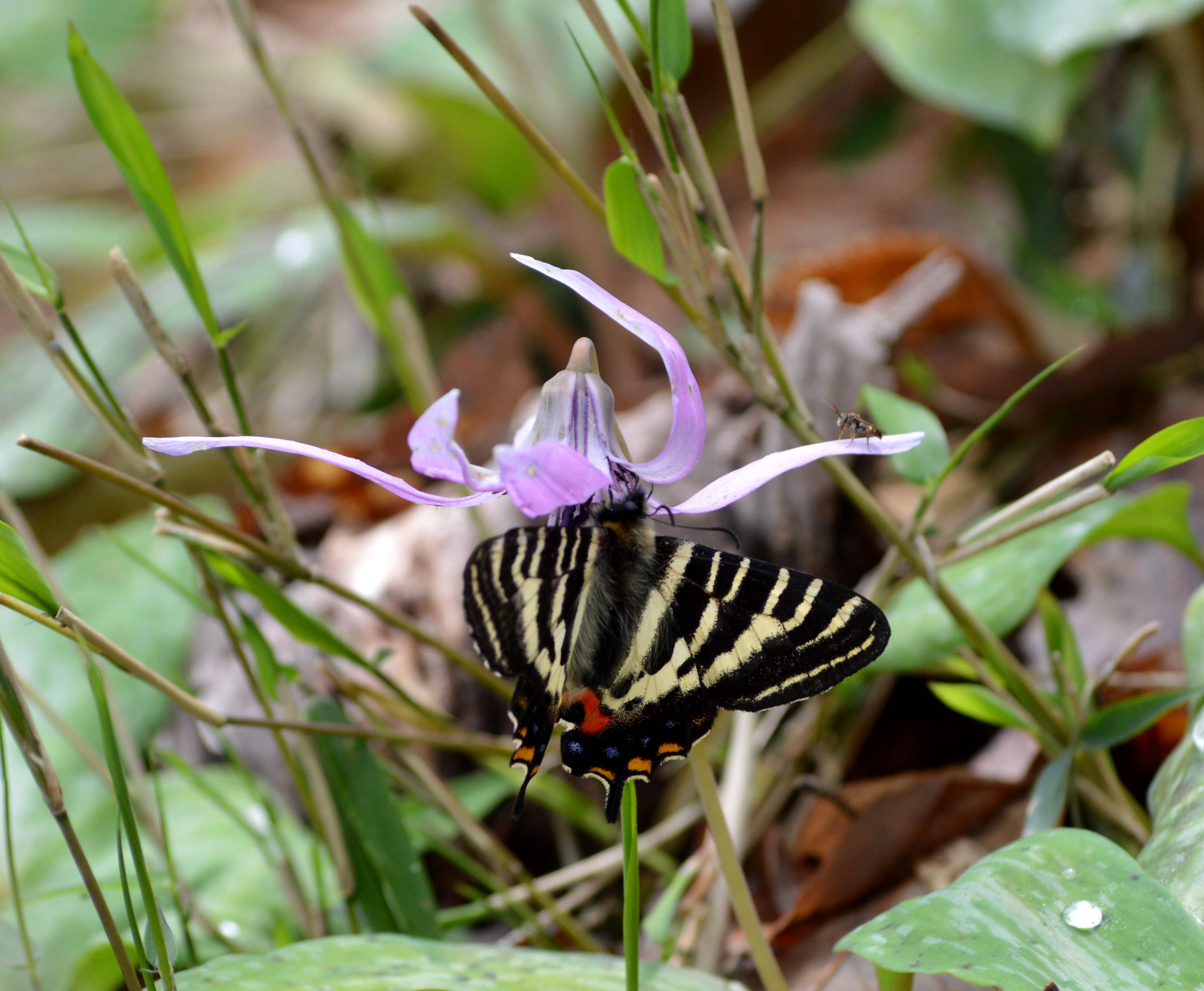 ギフチョウ　4月11日岐阜のカタクリ山再訪_d0254540_1822393.jpg