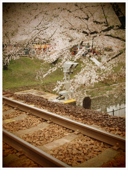 さくら便り～ 「鉄橋と桜」_d0098941_18102039.jpg