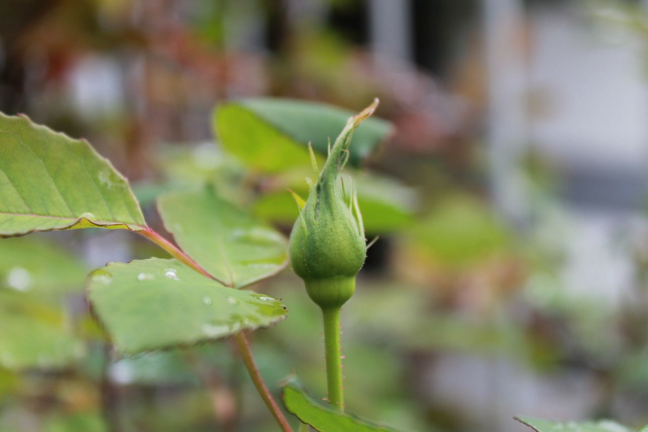 蘭香茶館の季節_f0070743_14376.jpg