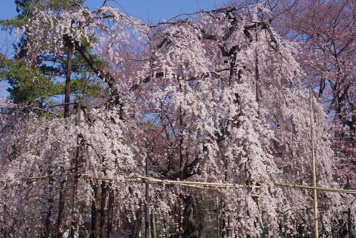 樹齢４００年の伏姫桜_d0185744_816755.jpg