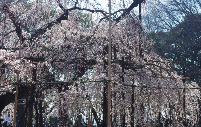 樹齢４００年の伏姫桜_d0185744_81772.jpg