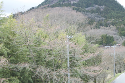 ４月１１日。桜が咲いた　一分咲き_d0249047_11414736.jpg