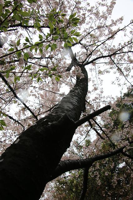 雨上がりの桜_f0288049_18551961.jpg