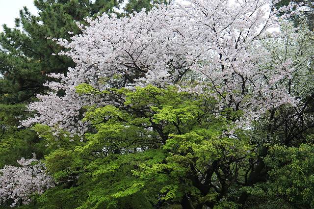 雨上がりの桜_f0288049_185645.jpg