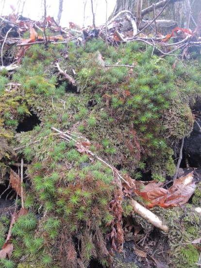 苔に注目しています_c0341450_11564952.jpg