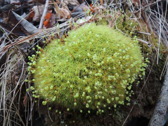 苔に注目しています_c0341450_11571040.jpg