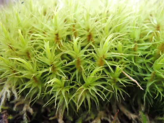 北軽井沢の苔たち_c0341450_14412360.jpg