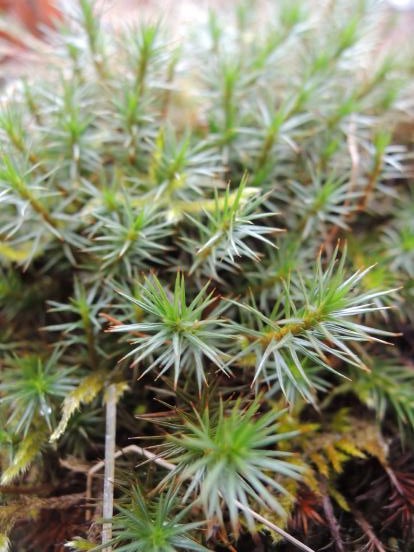 北軽井沢の苔たち_c0341450_144288.jpg