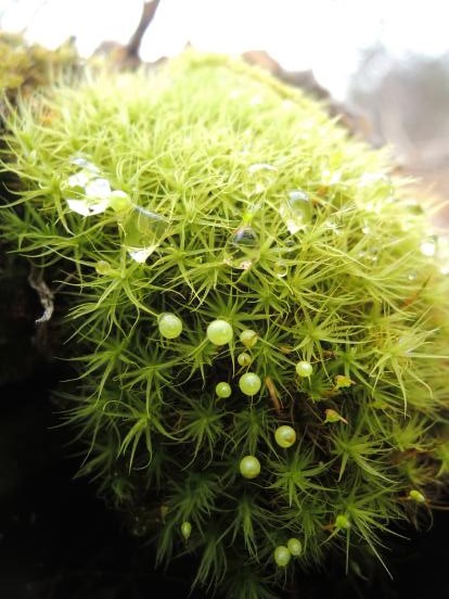 北軽井沢の苔たち_c0341450_14471629.jpg