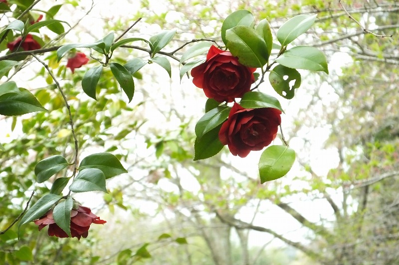 桜とヒヨドリ、椿、アオキの花など_b0236251_17284969.jpg