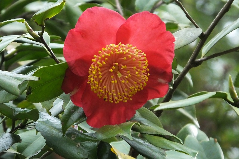 桜とヒヨドリ、椿、アオキの花など_b0236251_17293134.jpg